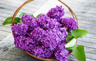 Basket purple flowers wooden table - verdadism free wallpaper