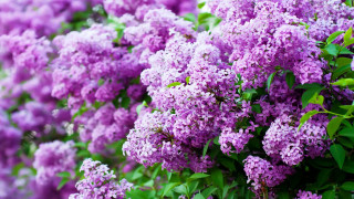 Purple flower bush green leaves - purple flower free wallpaper for desktop