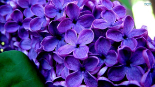 Purple flowers closeup green leaves - symbolism free wallpaper