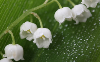Close up plant flowers water - a close up of a plant free wallpaper