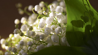 White flowers green leaves still - a bouquet free wallpaper