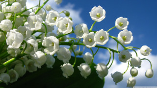 White flowers sky background clouds - a green leaf in the foreground free wallpaper