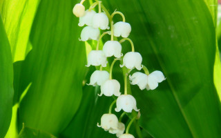 Close up flower plant leaves - the background and a blurry background of the flower free wallpaper