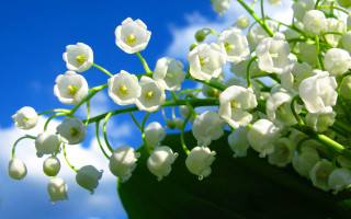 White flowers sky background cloud - a sky background behind them free wallpaper