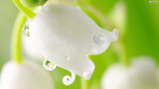 Flower water droplets macro magic - ding yunpeng free wallpaper for desktop