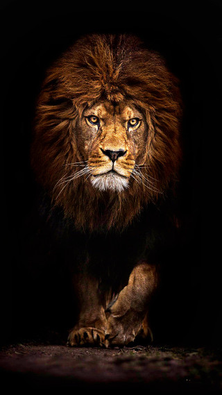Lion walking dark head turned - its head free wallpaper for mobile