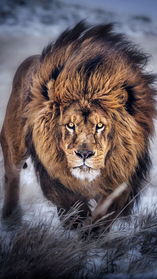 Lion walking snow grass long - its head free wallpaper for mobile