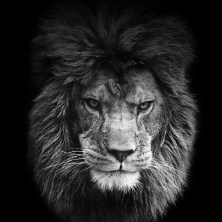 Lion long mane black background - a portrait free wallpaper for tablet