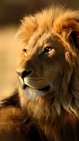 Lion mane yellow eyes wildlife - free portrait wallpaper