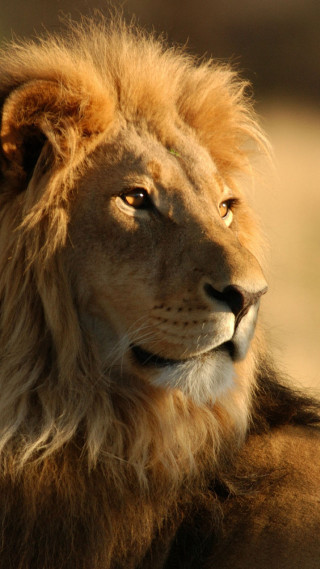 Lion closeup blurry background light - a portrait free wallpaper for mobile