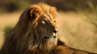 Lion mane brown face wildlife 2 - a long mane free wallpaper