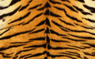 Tiger print pattern fur image - a tattoo free wallpaper for desktop