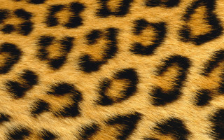 Leopard print wallpaper black yellow - a wallpaper background free wallpaper for desktop