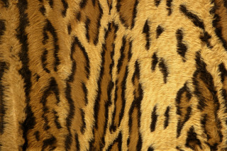 Tiger print fur closeup black - stripe free wallpaper