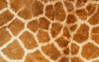 Giraffe skin pattern closeup brown - fractal free wallpaper for desktop