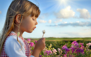 Little girl blowing dandelion field - anne geddes free wallpaper