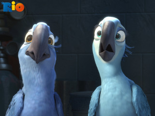 Two birds standing brick wall - two bird free wallpaper