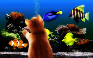 Cat looking fish aquarium person - sense of awe free wallpaper