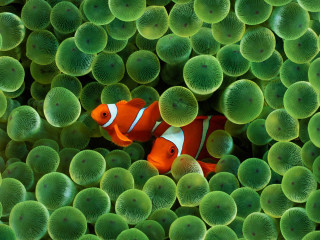 Clown fish hiding sea anemone - a clown fish free wallpaper for desktop