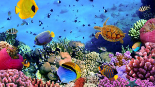 Colorful coral reef turtle fish - ernst haeckel free wallpaper