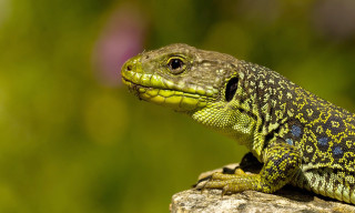 Lizard sitting rock outside sunshine 2 - a lizard free wallpaper