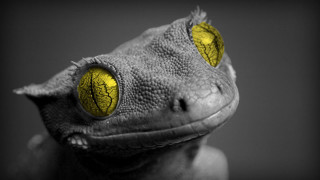 Gecko yellow eyes black background - cricorps grégoire free wallpaper for desktop