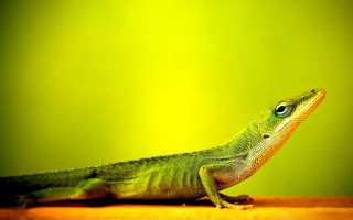 Green lizard table background wall - a green lizard free wallpaper