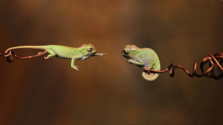 Two small lizards climbing on - photograph free wallpaper for desktop