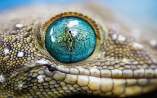 Lizard eye closeup blue background - a blue background behind free wallpaper