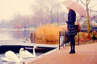 Woman lake swan umbrella standing - a white swan free wallpaper