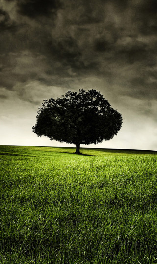 Lone tree green field cloudy 6 - a dark sky in the background free wallpaper for mobile
