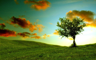 Tree field sunset clouds sky - a sunset in the background free wallpaper for desktop