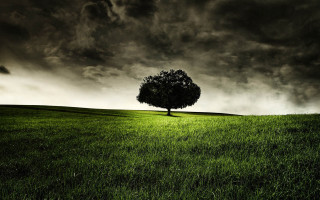 Lone tree grassy field cloudy 10 - a grassy field under a cloudy sky free wallpaper