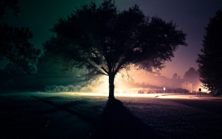 Tree field night streetlight fog - atmospheric free wallpaper