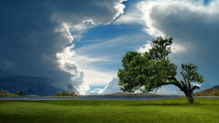 Tree field plane sky lake - a lake below free wallpaper for desktop