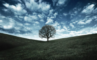 Lone tree grassy field cloudy 4 - a lone tree in the foreground free wallpaper for desktop
