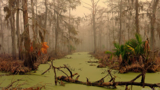 Swamp trees moss foggy day 2 - fallen free wallpaper