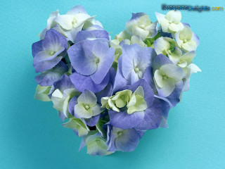 Heart shaped blue white flowers - florence engelbach free wallpaper