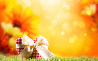 Bow grass sunflower bokeh light - a grass field free wallpaper