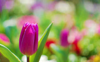 Close up pink flower field - erin hanson free wallpaper