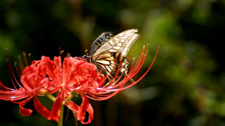 Butterfly flower red flowers green 2 - canon 5 0 mm free wallpaper