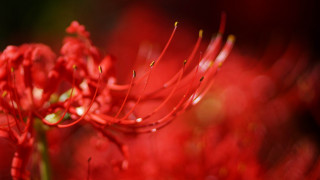 Red flower water droplets blurry - asai chū free wallpaper