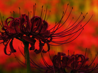 Close up red flower blurry - a red flower in the foreground free wallpaper
