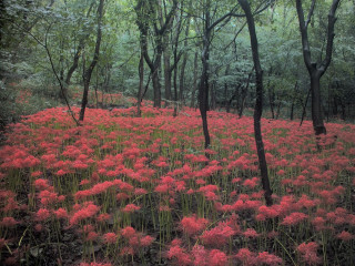 Field red flowers woods trees - a few bush free wallpaper