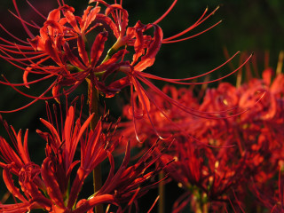 Red flower macro neoexpressionism blurry - adobe lightroom free wallpaper