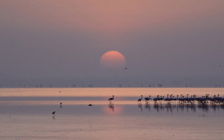 Flock birds lake sunset sun - a flock of birds free wallpaper