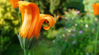 Flower bokeh macro summer christmas - a blurry background of flowers free wallpaper