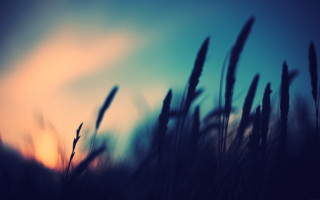 Blurry field grass sunset background - the sun free wallpaper