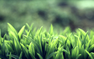 Green grass closeup blurry background 6 - the background and a blurry background of grass free wallpaper for desktop