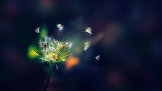 Dandelion flying butterflies in the - a dandelion free wallpaper